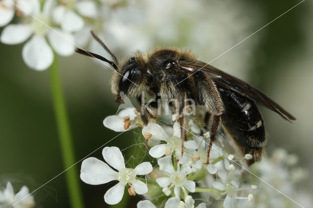 Fluitenkruidbij (Andrena proxima)