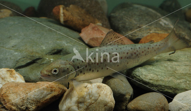 Brown Trout (Salmo trutta fario)