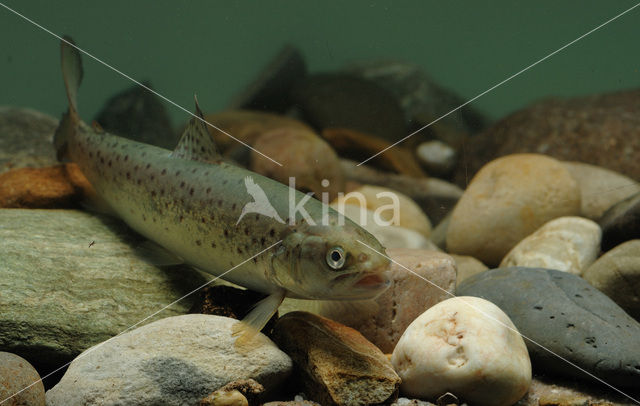 Brown Trout (Salmo trutta fario)