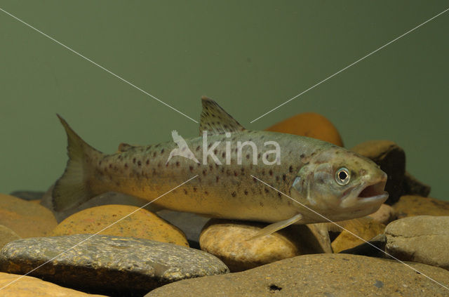 Brown Trout (Salmo trutta fario)