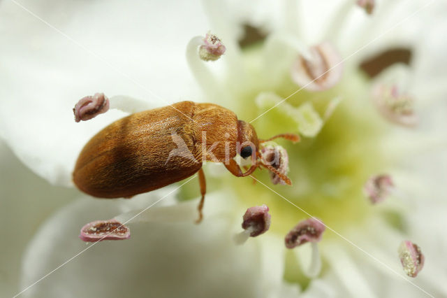 raspberry fruitworm (Byturus tomentosus)