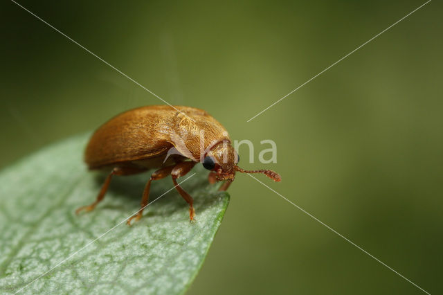 Frambozenkever (Byturus tomentosus)