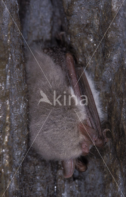 Franjestaart (Myotis nattereri)