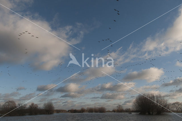 Goose (Anser spec.)
