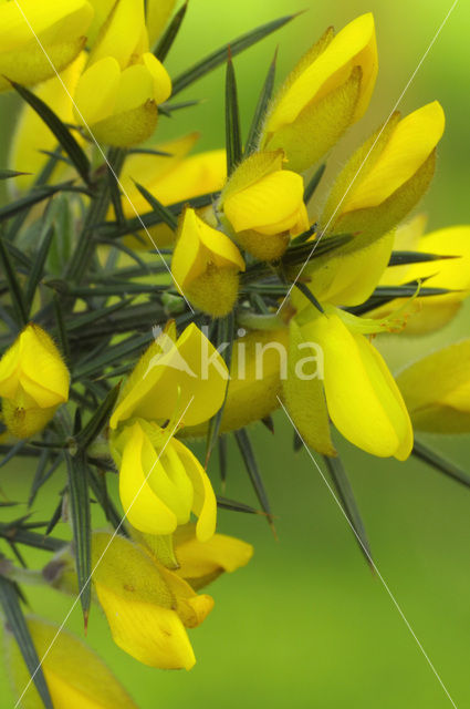 Common Gorse (Ulex europaeus)