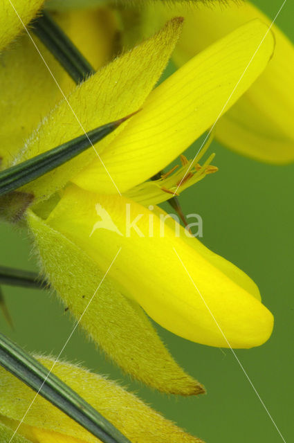 Common Gorse (Ulex europaeus)