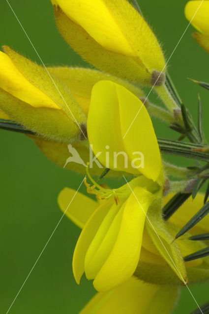 Common Gorse (Ulex europaeus)