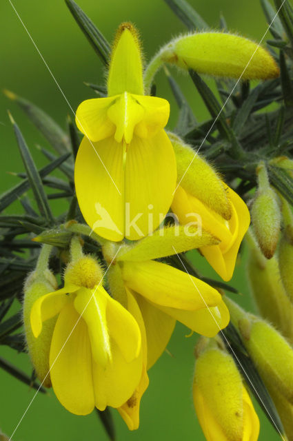 Common Gorse (Ulex europaeus)