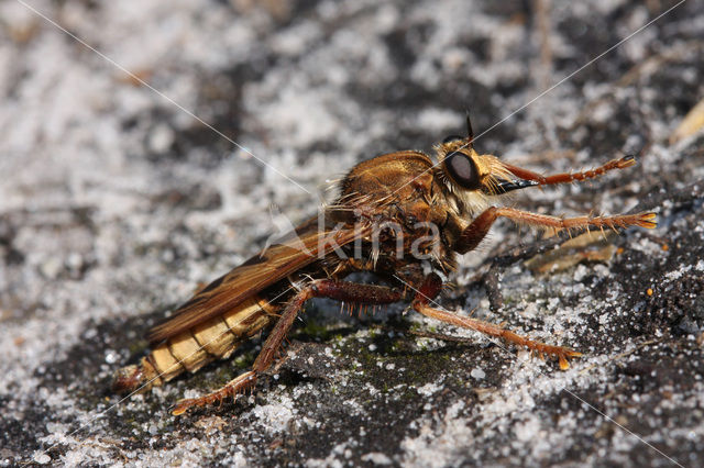 golden-tabbed robberfly (Eutolmus rufibarbis)