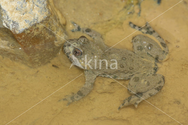 Geelbuikvuurpad (Bombina variegata)