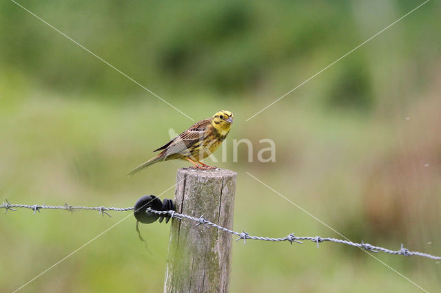 Yellowhammer (Emberiza citrinella)