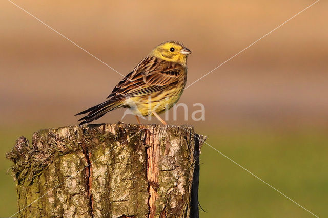 Yellowhammer (Emberiza citrinella)