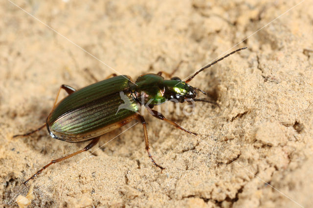 ground Beetle (Agonum marginatum)