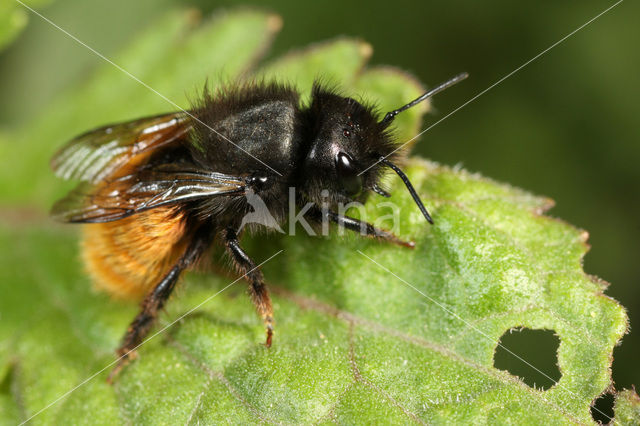 Gehoornde metselbij (Osmia cornuta)