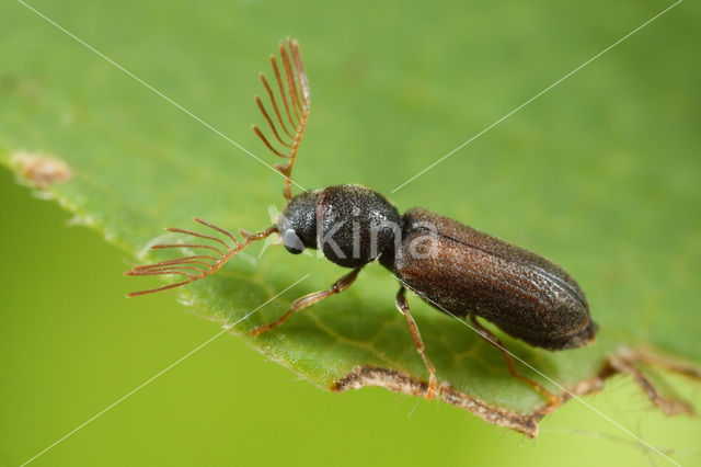 Ptilinus pectinicornis