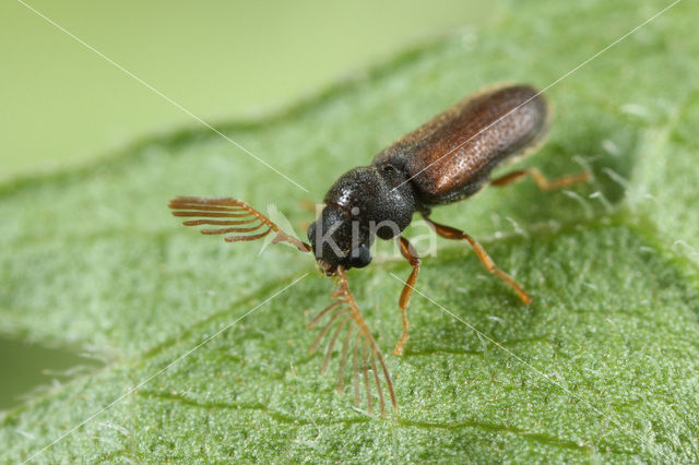 Gekamde houtwormkever (Ptilinus pectinicornis)