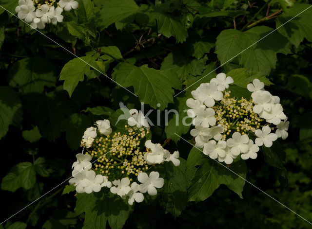 Gelderse roos (Viburnum opulus)