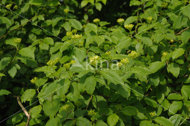 Gele kornoelje (Cornus mas)