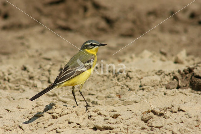 Gele Kwikstaart (Motacilla flava)