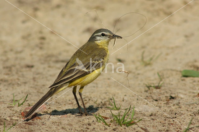 Gele Kwikstaart (Motacilla flava)