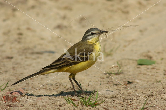 Gele Kwikstaart (Motacilla flava)