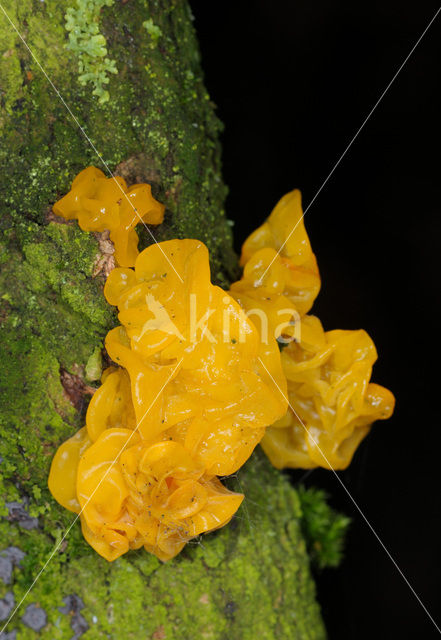 Yellow brain (Tremella mesenterica)