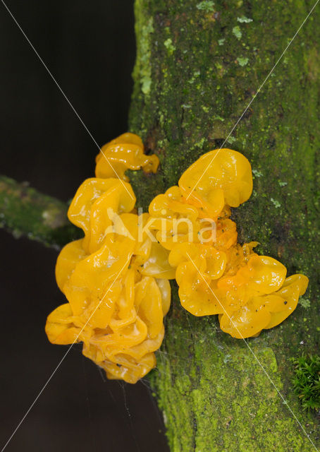 Yellow brain (Tremella mesenterica)