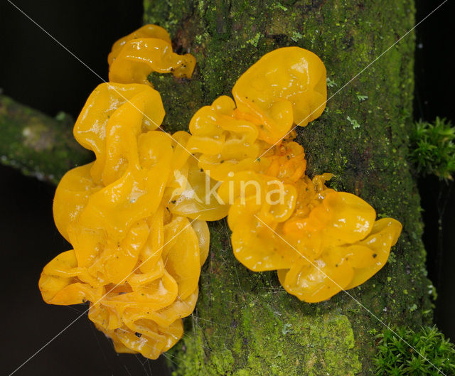 Yellow brain (Tremella mesenterica)