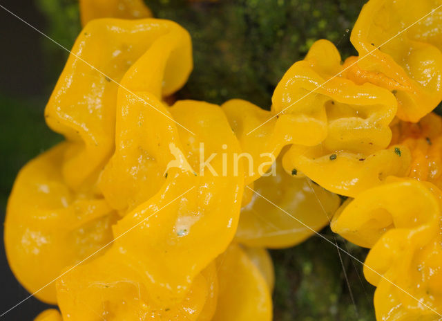 Yellow brain (Tremella mesenterica)