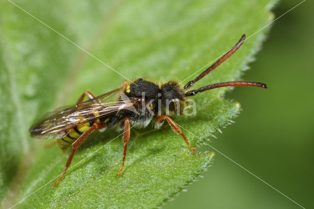 Gele wespbij (Nomada mutica)