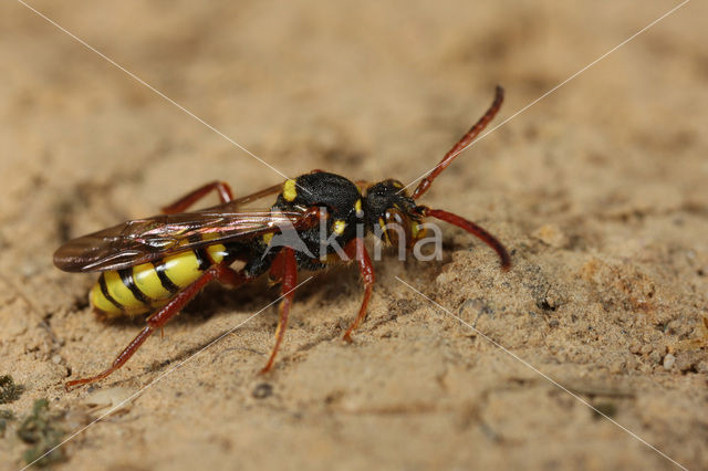 Gele wespbij (Nomada mutica)