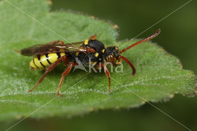 Gele wespbij (Nomada mutica)