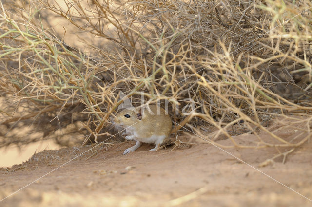 Indian desert jird