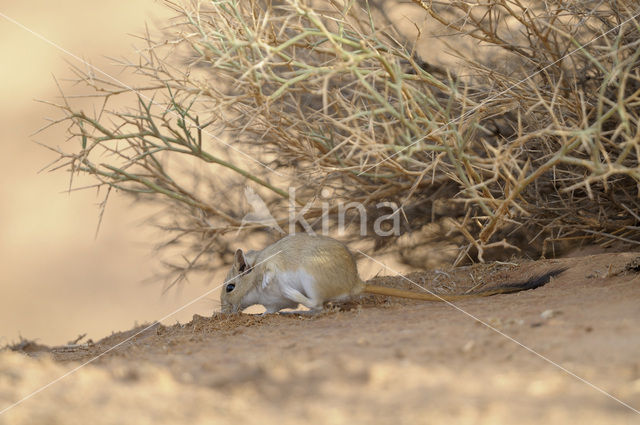 Gerbil