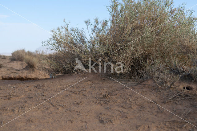 Indian desert jird