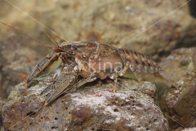 Spinycheek Crayfish (Orconectes limosus)