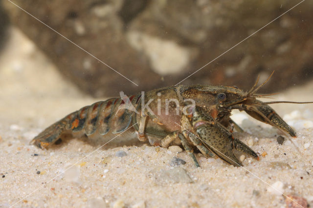 Spinycheek Crayfish (Orconectes limosus)