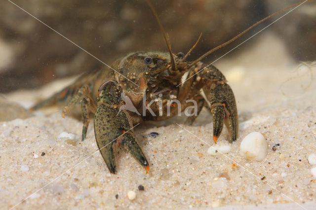 Gevlekte Amerikaanse rivierkreeft (Orconectes limosus)