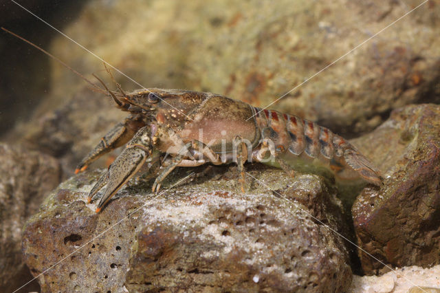 Gevlekte Amerikaanse rivierkreeft (Orconectes limosus)