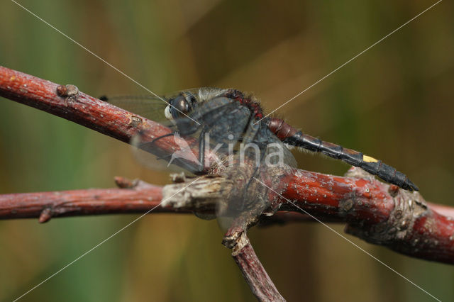 Gevlekte witsnuitlibel (Leucorrhinia pectoralis)