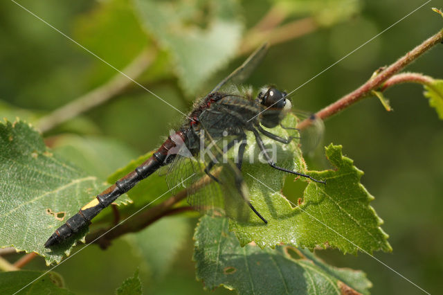 Gevlekte witsnuitlibel (Leucorrhinia pectoralis)