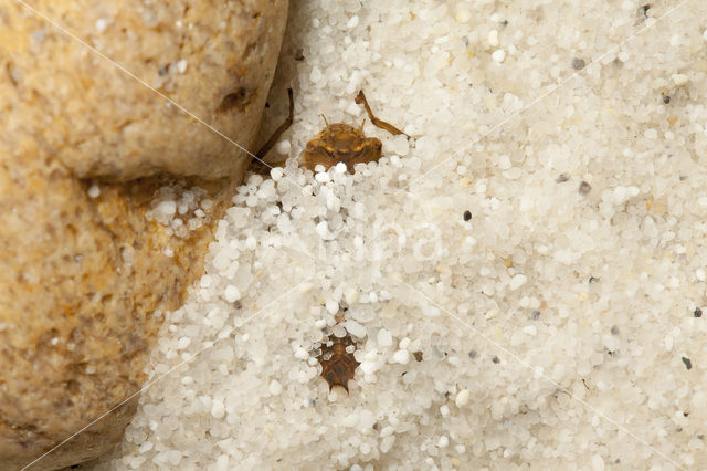 Gewone bronlibel (Cordulegaster boltonii)