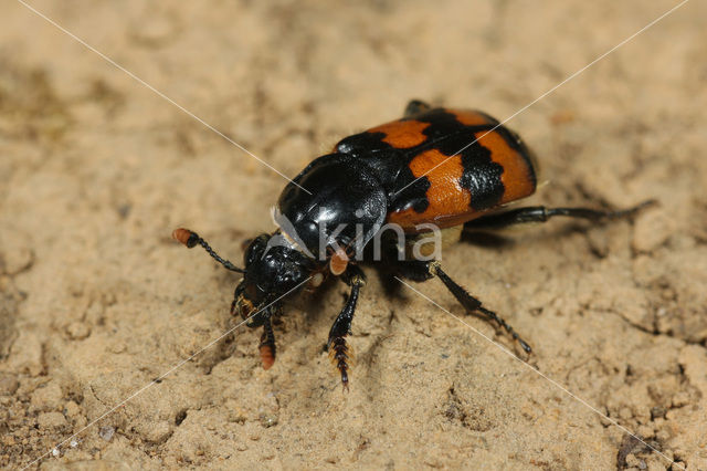 Gewone doodgraver (Nicrophorus vespillo)