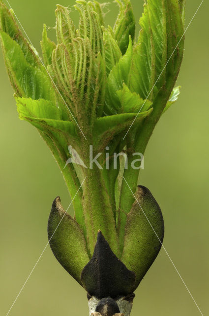 Gewone es (Fraxinus excelsior)