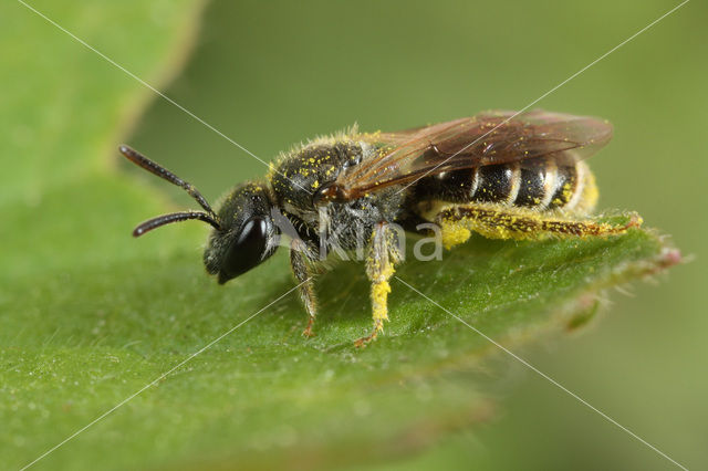 Gewone franjegroefbij (Lasioglossum sexstrigatum)