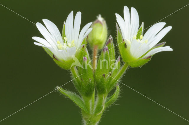 Gewone hoornbloem (Cerastium fontanum ssp. vulgare)