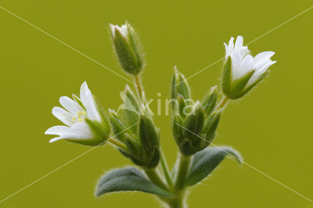 Gewone hoornbloem (Cerastium fontanum ssp. vulgare)