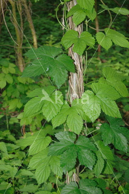 Gewone hop (Humulus lupulus)