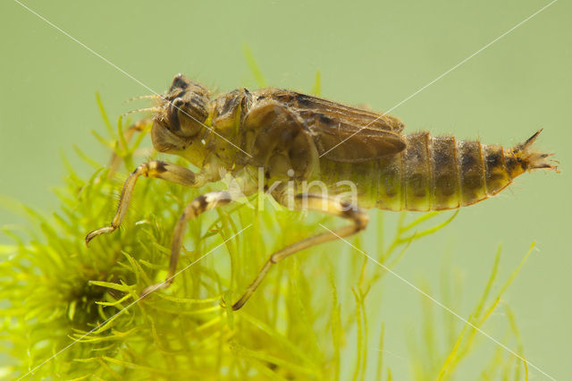 Black-tailed Skimmer (Orthetrum cancellatum)