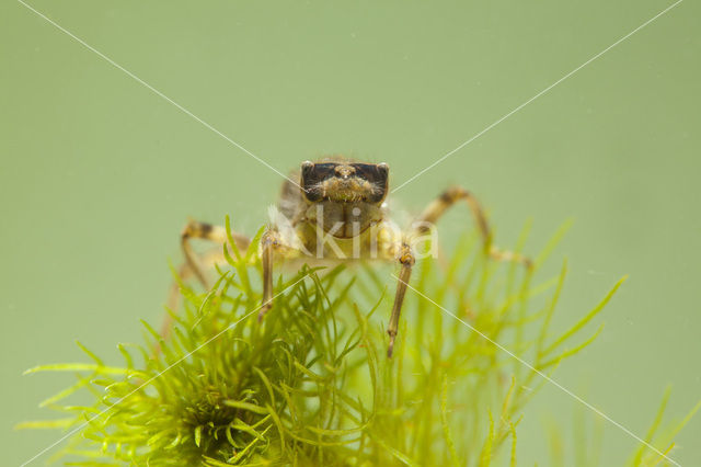 Gewone oeverlibel (Orthetrum cancellatum)